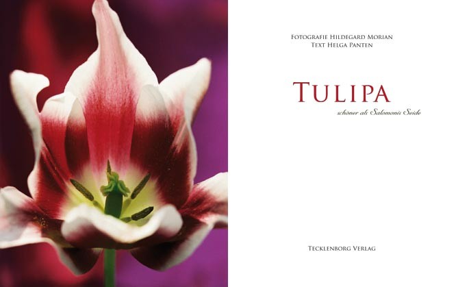 Tulipa 03